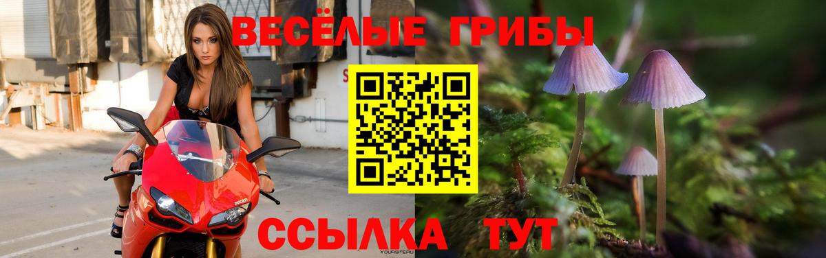 Псилоцибиновые грибы Psilocybe Кореновск